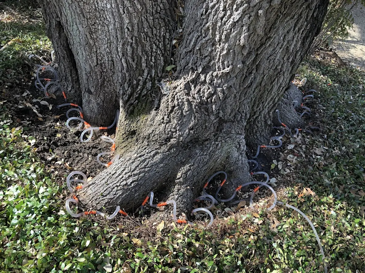 Detailed Tree Cabling and Bracing job site in Gilmore