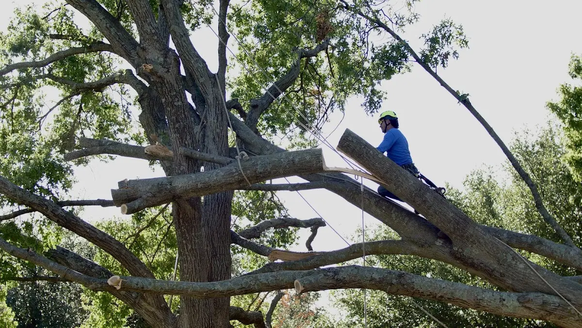 Professional Crown Thinning performed by certified arborists in Gilmore